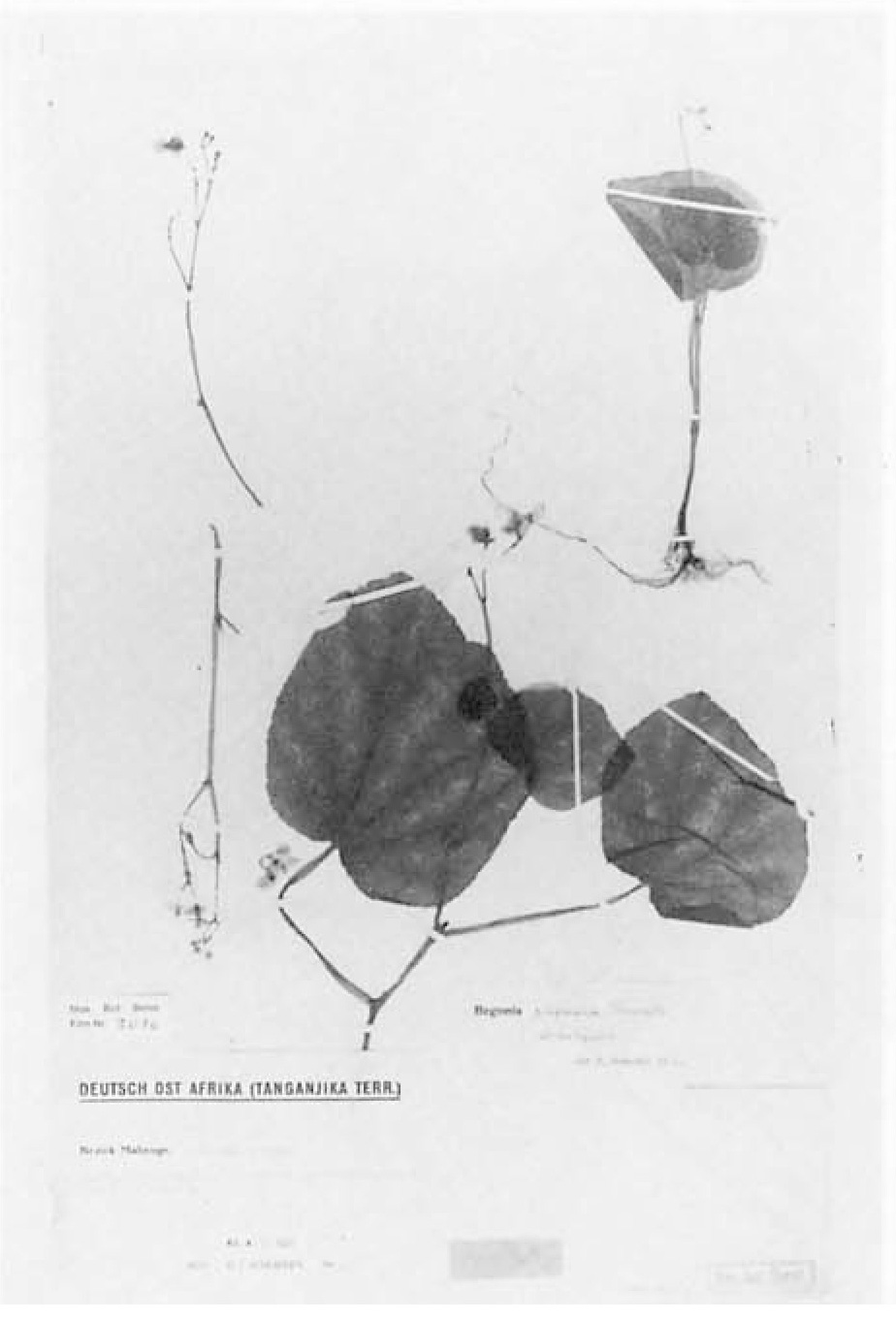 B. riparia